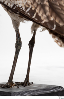 Bird  11 leg 0009.jpg